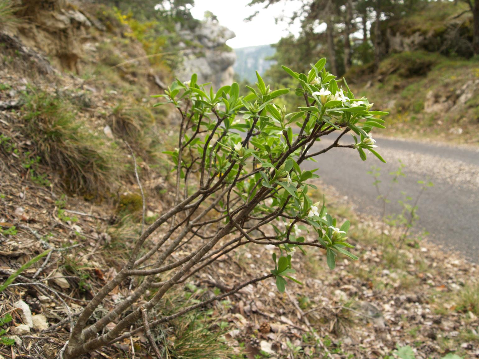 Mezereon, Alpine